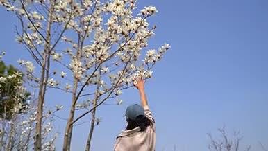 白芍花卉风景实拍视频的预览图